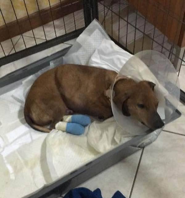 Le Iene, Castelverde il cane Pallino seviziato mozzate tutte le dita. Caccia al bastardo