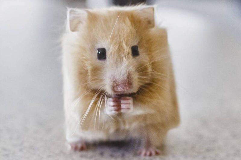 Ecco come sarebbero gli animali se fossero cubici