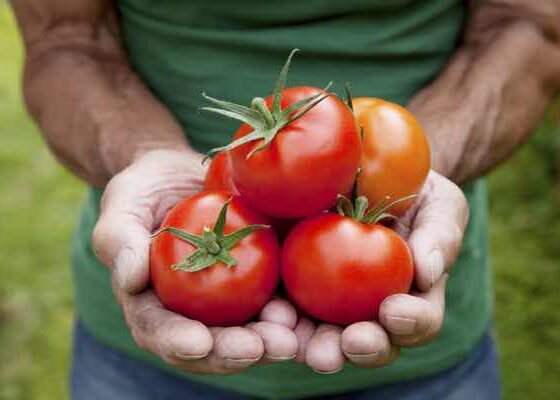 Pomodori funzioni antiossidanti ecco quali sono e perchè fa bene