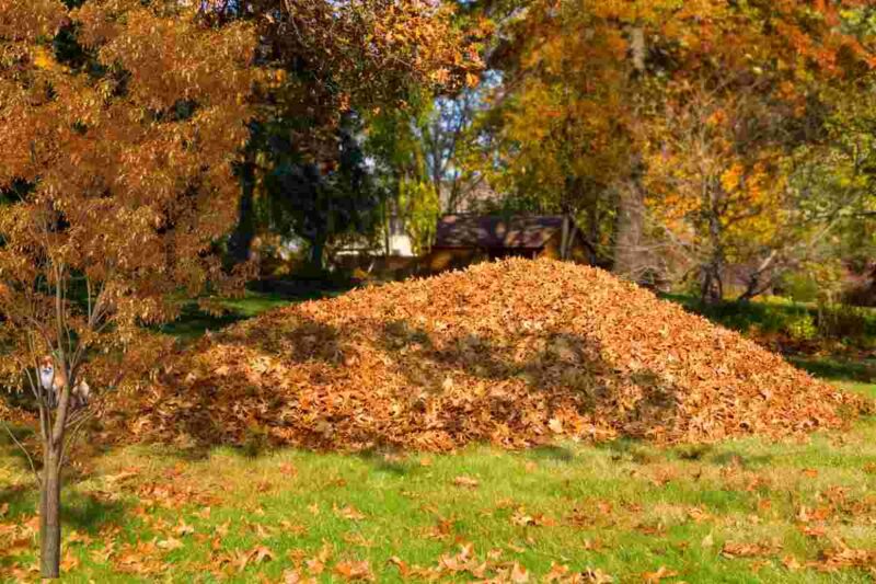 Test della volpe nessuno riesce